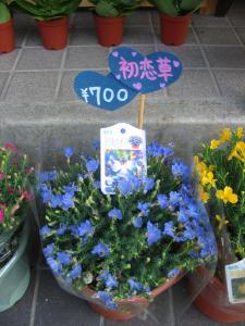 初恋草　そして　紫のバラ続編｜「花好」　（山口県下関市の花キューピット加盟店 花屋）のブログ