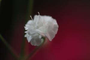 img_0266