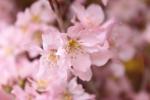 ギターで癒されて♪♪｜「花好」　（山口県下関市の花キューピット加盟店 花屋）のブログ