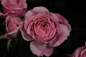 img_0728
