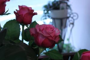 img_6667